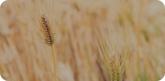 ポケットマルシェ