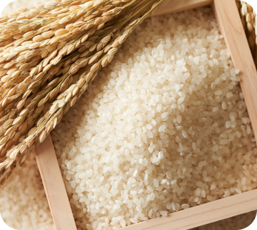 新米宮崎県R7年産米（夏の笑み）5kg