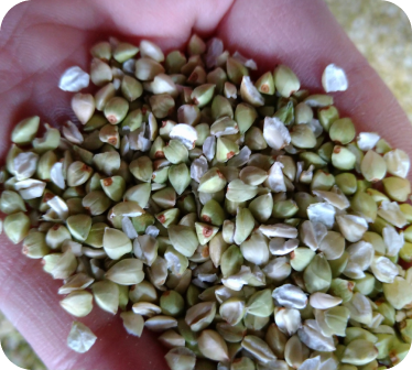 宮崎県早生かおりR6年産そばの実200g・400g